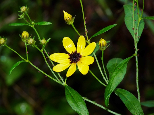 {Coreopsis tripteris}